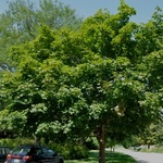 Acer platanoides 'Pond Emerald Lustre' — photo 2