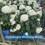 Hydrangea macrophylla 'Blushing Bride' — photo 2