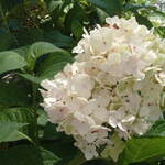 Hydrangea macrophylla 'Blushing Bride' — photo 3