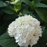 Hydrangea macrophylla 'Blushing Bride' — photo 4