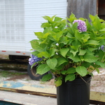 Hydrangea macrophylla 'Endless Summer' — photo 3