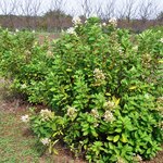 Hydrangea paniculata 'Tardiva' — photo 4