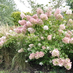 Hydrangea paniculata 'Unique' — photo 4