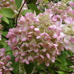 Hydrangea paniculata 'Unique' — photo 5