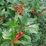 Ilex x attenuata 'Fosteri' — photo 5