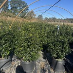 Ilex meserveae Blue Girl — photo 4