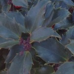 Ilex x meserveae 'Blue Prince' — photo 4