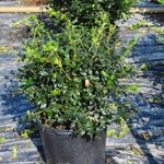 Ilex 'Mesdob'(CHINA BOY) — photo 2