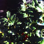 Ilex x meserveae 'China Girl' — photo 3