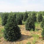 Ilex 'Nellie Stevens' — photo 3