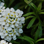 Iberis sempervirens 'Alexander's White' — photo 4