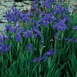 Iris sibirica 'Caesar's Brother' — photo 2