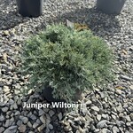 Juniperus horizontalis 'Wiltonii' — photo 3