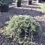 Juniperus horizontalis 'Wiltonii' — photo 4