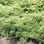 Juniperus chinensis Pfitzeriana Aurea — photo 2