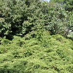 Juniperus chinensis Pfitzeriana Aurea — photo 3