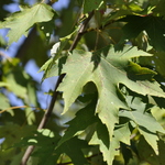 Acer rubrum 'Armstrong' — photo 6