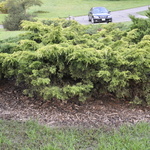 Juniperus chinesis Golden Glow — photo 2