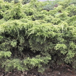 Juniperus chinesis Golden Glow — photo 3