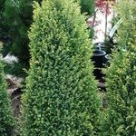 Juniperus communis Gold Cone — photo 1
