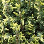 Juniperus communis Gold Cone — photo 2