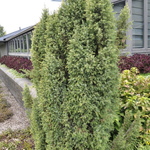 Juniperus communis Gold Cone — photo 3