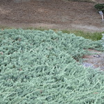 Juniperus horizontalis 'Bar Harbor' — photo 2
