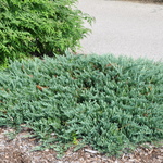 Juniperus horizontalis 'Blue Chip' — photo 2