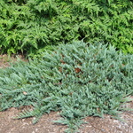 Juniperus horizontalis 'Blue Chip' — photo 3