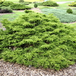 Juniperus pfitzeriana 'Gold Coast' — photo 2