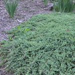 Juniperus procumbens 'Green Mound' — photo 3