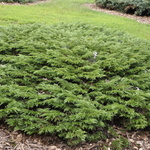Juniperus sabina 'Monna' — photo 4