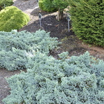 Juniperus squamata 'Blue Star' — photo 2