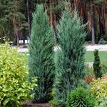 Juniperus virginiana Blue Arrow — photo 2