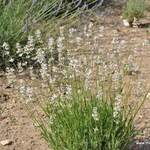 Lavandula angustifolia Sarah — photo 1