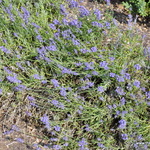 Lavandula angustifolia Sarah — photo 2