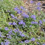 Lavandula angustifolia Sarah — photo 3