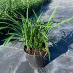Liriope muscari 'Big Blue' — photo 2