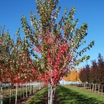 Acer rubrum 'Sun Valley' — photo 4
