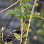 Acer rufinerve — photo 2