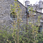 Acer rufinerve — photo 3