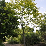 Acer platanoides 'Princeton Gold' PP 6727 — photo 1