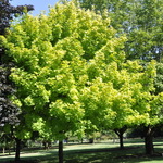 Acer platanoides 'Princeton Gold' PP 6727 — photo 2