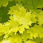 Acer platanoides 'Princeton Gold' PP 6727 — photo 3