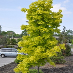 Acer platanoides 'Princeton Gold' PP 6727 — photo 4