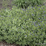 Amsonia x 'Blue Ice' — photo 1