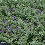 Amsonia x 'Blue Ice' — photo 2