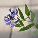 Amsonia x 'Blue Ice' — photo 3