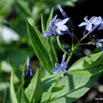 Amsonia x 'Blue Ice' — photo 4