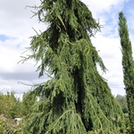 Picea Abies 'Aarburg — photo 1